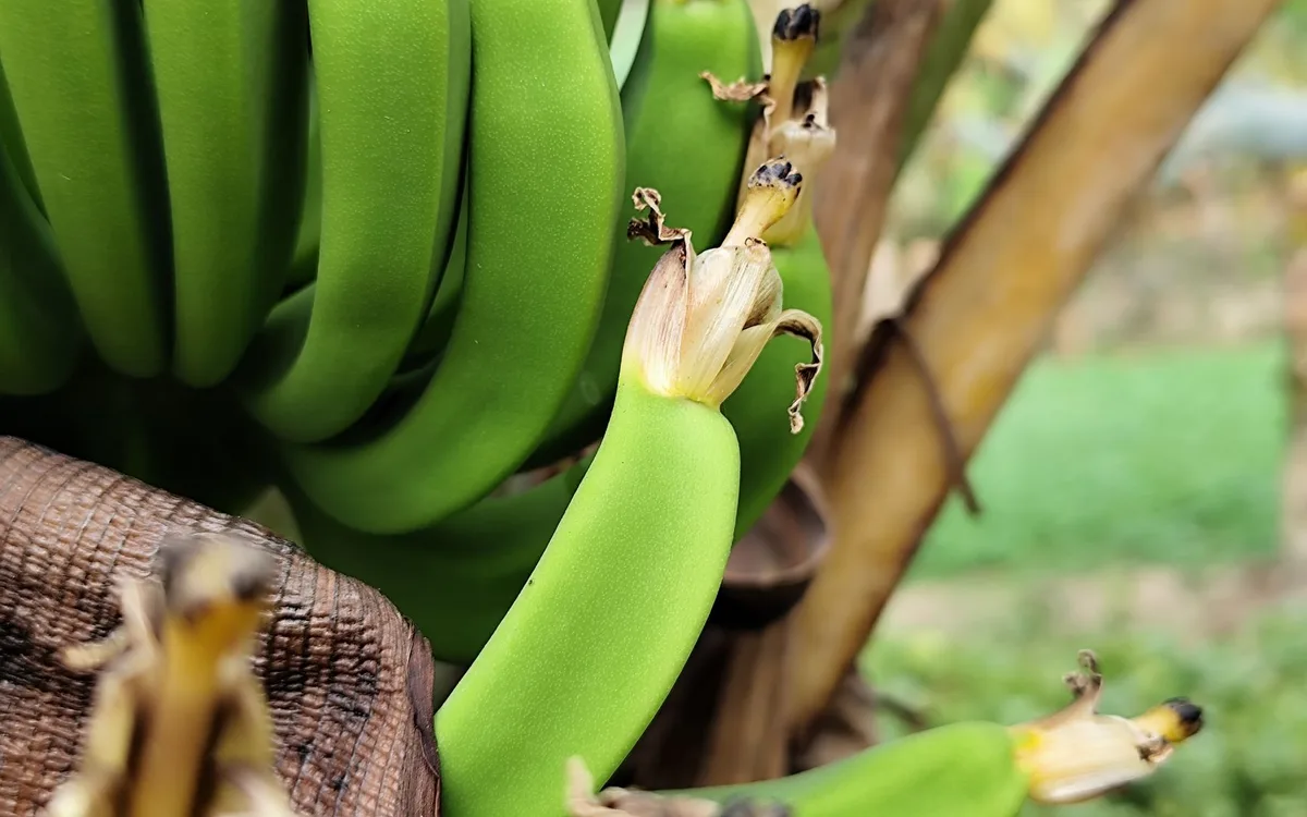 Czy zielony banan różni się od dojrzałego banana?