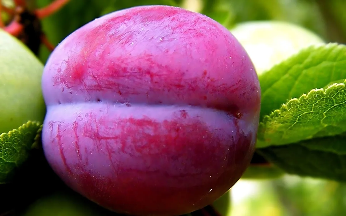 Śliwka węgierka, renkloda i mirabelka - czy mają tyle samo kcal?